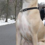 Amerikansk staffordshire terrier Knæk #R.I.P#