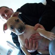 Amerikansk staffordshire terrier Knæk #R.I.P#