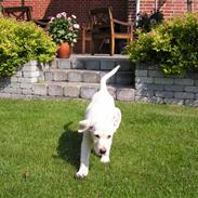 Golden retriever Mille