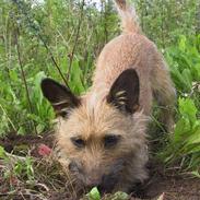 Blanding af racer Sif