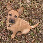 Blanding af racer Sif