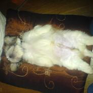 Shih tzu Canto