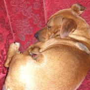 Blanding af racer Pjevs