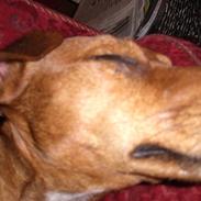 Blanding af racer Pjevs