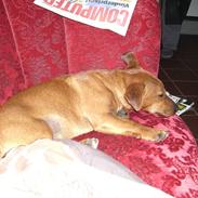 Blanding af racer Pjevs