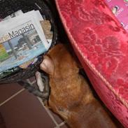 Blanding af racer Pjevs