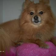 Pomeranian Chester
