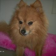 Pomeranian Chester