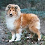 Collie langhåret Dreams of woodland armani