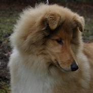 Collie langhåret Dreams of woodland armani