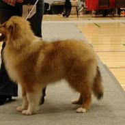 Collie langhåret Dreams of woodland armani