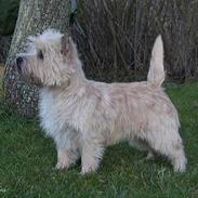Cairn terrier Zalazar Yahoo
