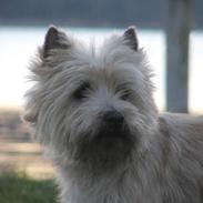 Cairn terrier Zalazar Yahoo