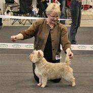 Cairn terrier Zalazar Yahoo