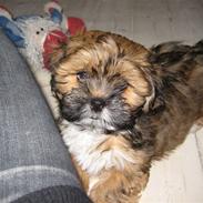 Lhasa apso Coco