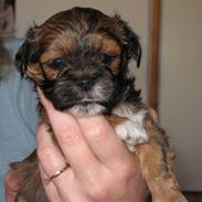 Lhasa apso Coco