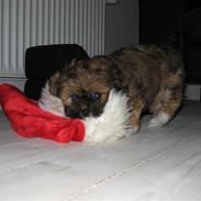 Lhasa apso Coco