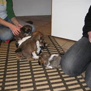 Lhasa apso Coco