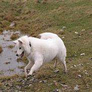 Samojedhund Shiba