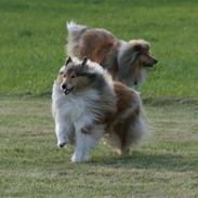 Collie langhåret Daisy 