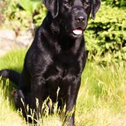 Labrador retriever Odie "Basse"