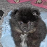 Pomeranian charlie