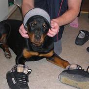 Rottweiler kinky