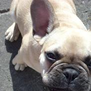 Fransk bulldog Alfred