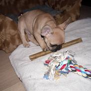 Fransk bulldog Alfred