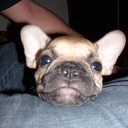 Fransk bulldog Alfred
