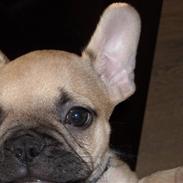 Fransk bulldog Alfred