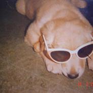 Golden retriever | Buller --DØD-- :,( 