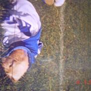 Golden retriever | Buller --DØD-- :,( 