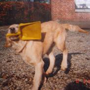 Golden retriever | Buller --DØD-- :,( 