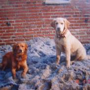 Golden retriever | Buller --DØD-- :,( 