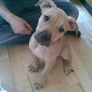 Amerikansk staffordshire terrier Chucky