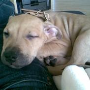 Amerikansk staffordshire terrier Chucky