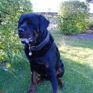 Rottweiler REX