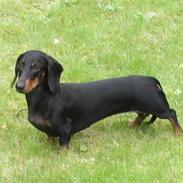 Gravhund W. Dolce di frutta