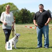 Amerikansk bulldog Upnorth 4th Miss Nasty