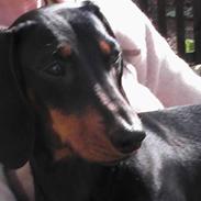 Gravhund W. Dolce di frutta