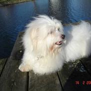 Coton de tulear Djanco