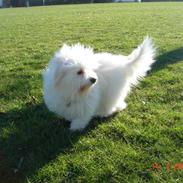 Coton de tulear Djanco