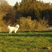 Samojedhund Mollie