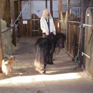 Cairn terrier Ribemarskens humoristiske