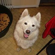 Samojedhund Mollie