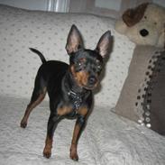 Dvaergpinscher Sille