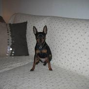 Dvaergpinscher Sille