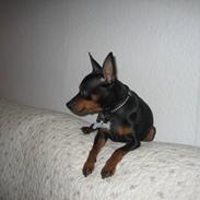 Dvaergpinscher Sille