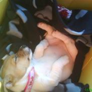 Jack russell terrier Chilli